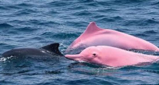 Pink Dolphin Spotted Off Oman's Coast